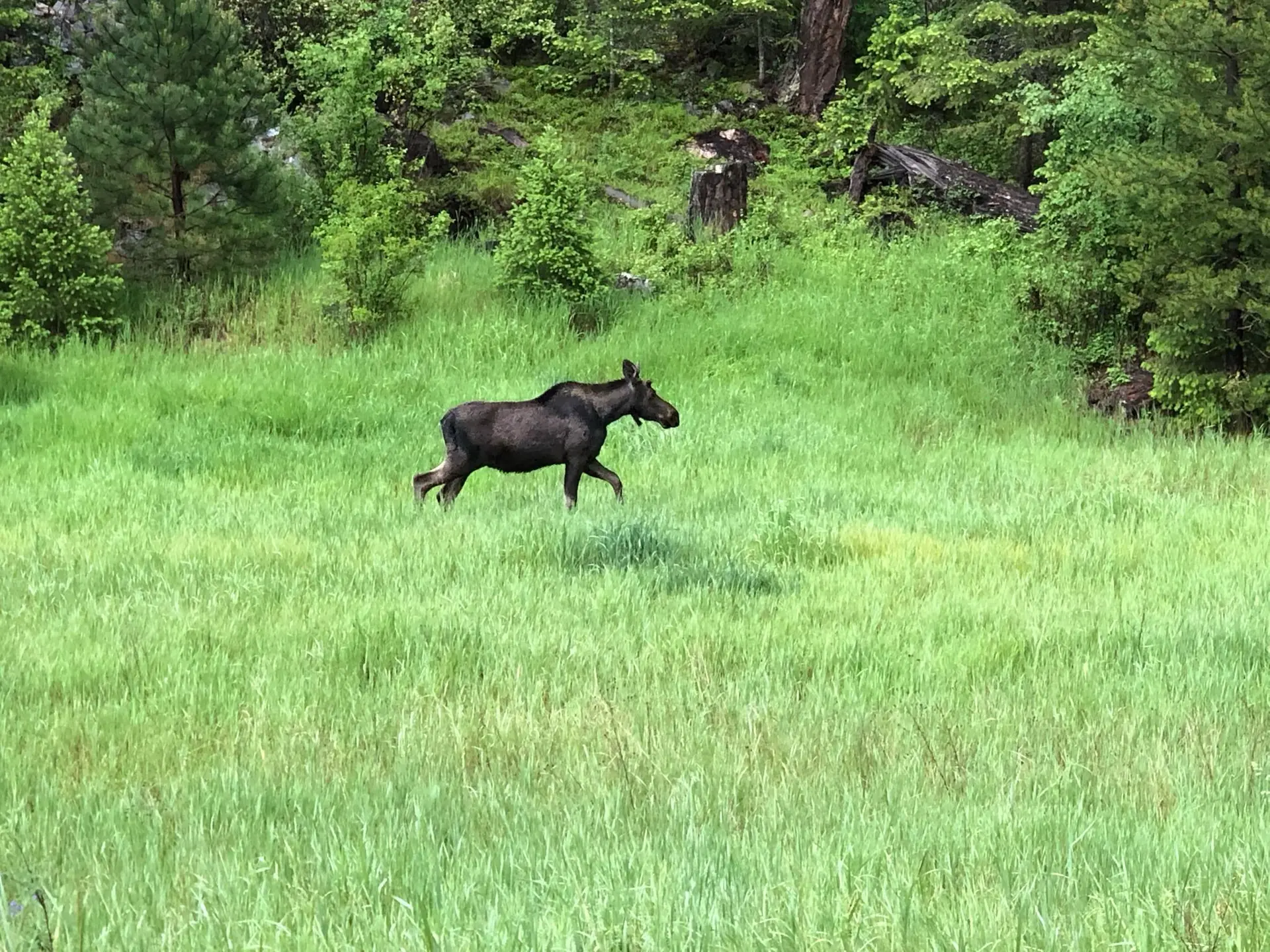 A moose crossing the green ranch meadow near Darby, Montana