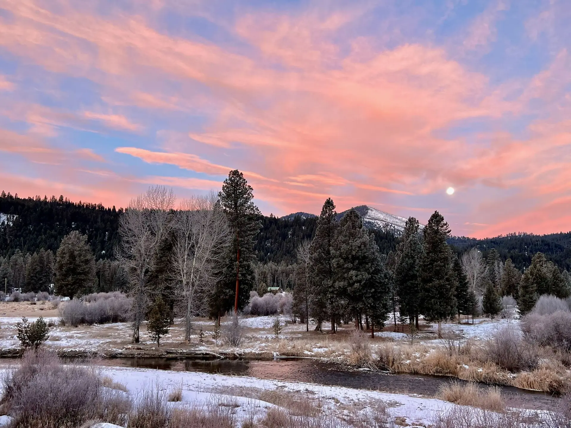 A pink sunset over frosted grass and pines